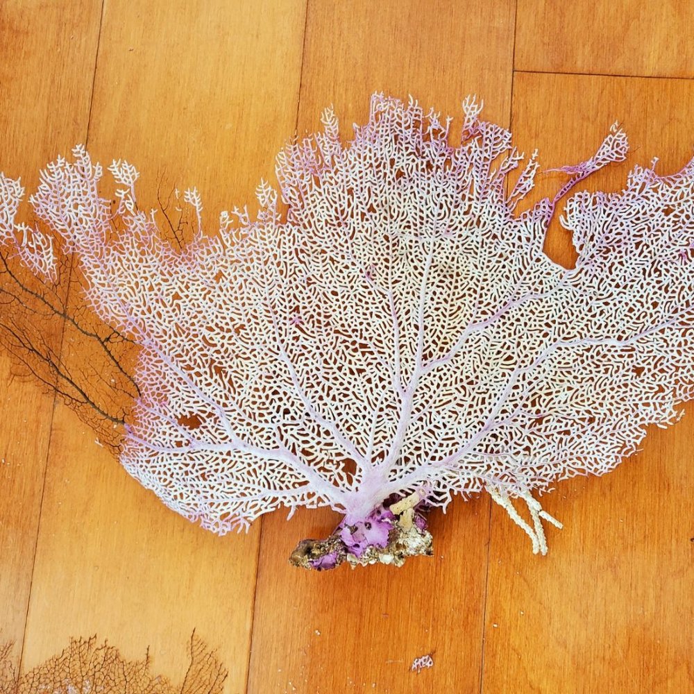 Natural Gorgonian Coral, size L.